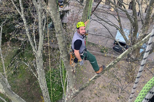 FC corso Tree climbing operatori in cima all'albero, salita con funi FC corso Tree climbing operatori in cima all'albero, salita con funi