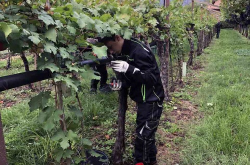 Vendemmia I su pergola: un alunno controlla che non siano rimasti grappoli sulla pianta Vendemmia I su pergola: un alunno controlla che non siano rimasti grappoli sulla pianta