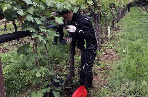 Vendemmia I su pergola: un alunno controlla che non siano rimasti grappoli sulla pianta Vendemmia I su pergola: un alunno controlla che non siano rimasti grappoli sulla pianta