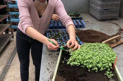 Classe I - attività in serra Laimburg, operazione di picchettaggio: un'alunna utilizza l'apposito attrezzo per prelevare con attenzione, le giovani piantine dal plateau di semina. Classe I - attività in serra Laimburg, operazione di picchettaggio: un'alunna utilizza l'apposito attrezzo per prelevare con attenzione, le giovani piantine dal plateau di semina.