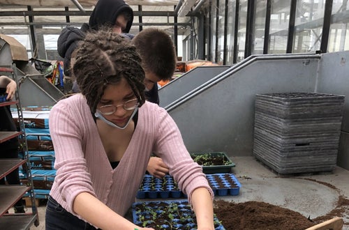 Classe I - attività in serra Laimburg, operazione di picchettaggio: un'alunna utilizza l'apposito attrezzo per prelevare con attenzione, le giovani piantine dal plateau di semina. Classe I - attività in serra Laimburg, operazione di picchettaggio: un'alunna utilizza l'apposito attrezzo per prelevare con attenzione, le giovani piantine dal plateau di semina.