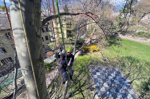 FC: corso Tree climbing esercitazione salita con funi FC: corso Tree climbing esercitazione salita con funi