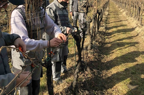 Legatura capo a frutto al filo, alunni classe I Legatura capo a frutto al filo, alunni classe I