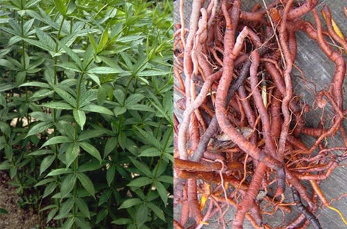 colorazione lana: piante tintorie colorazione lana: piante tintorie