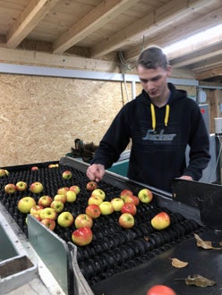 Stage Lindau: un alunno all'opera in azienda seleziona le mele Stage Lindau: un alunno all'opera in azienda seleziona le mele