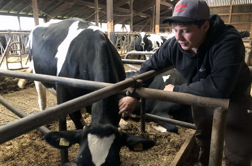 Stage Lindau: alunno accudisce una mucca in stalla Stage Lindau: alunno accudisce una mucca in stalla