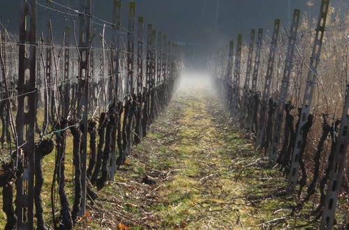 Vigneto dopo la potatura Vigneto dopo la potatura