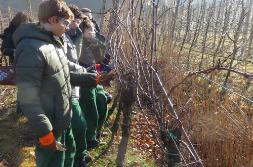Potatura vite classe III - guyot Soini Potatura vite classe III - guyot Soini