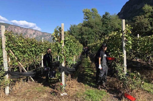 Vendemmia I schiava: filari di guyot con i grappoli di schiava maturi. Un alunno con imbuto Vendemmia I schiava: filari di guyot con i grappoli di schiava maturi. Un alunno con imbuto