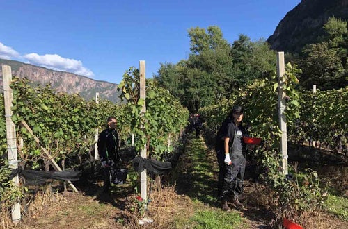 Vendemmia I schiava: filari di guyot con i grappoli di schiava maturi. Un alunno con imbuto Vendemmia I schiava: filari di guyot con i grappoli di schiava maturi. Un alunno con imbuto