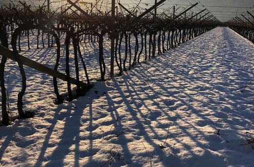 Vigneto innevato a pergola dopo la potatura Vigneto innevato a pergola dopo la potatura