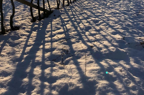 Vigneto innevato a pergola dopo la potatura Vigneto innevato a pergola dopo la potatura