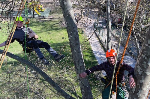 FC corso Tree climbing operatori sull'albero appesi alle funi FC corso Tree climbing operatori sull'albero appesi alle funi