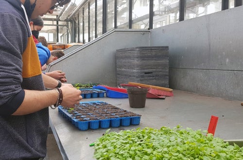 Classe I - attività in serra Laimburg, operazione di picchettaggio: messa a dimora delle giovani piantine nel plateau preparato in precedenza Classe I - attività in serra Laimburg, operazione di picchettaggio: messa a dimora delle giovani piantine nel plateau preparato in precedenza