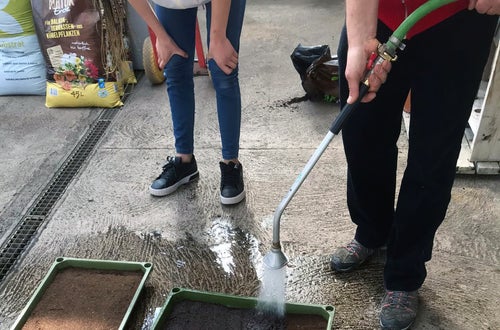Classe I - attività in serra Laimburg, operazione di semina: bagnatura, usando la lancia, dei plateaux di semina appena preparati e disposti a terra Classe I - attività in serra Laimburg, operazione di semina: bagnatura, usando la lancia, dei plateaux di semina appena preparati e disposti a terra