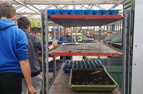 Classe I - attività in serra Laimburg: alunni dispongono ordinatamente i plateaux con le piantine messe a dimora, nei bancali di raccolta Classe I - attività in serra Laimburg: alunni dispongono ordinatamente i plateaux con le piantine messe a dimora, nei bancali di raccolta