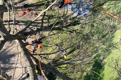 FC corso Tree climbing operatori visti dalla cima dell'albero FC corso Tree climbing operatori visti dalla cima dell'albero