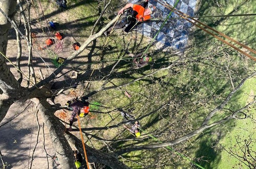 FC corso Tree climbing operatori visti dalla cima dell'albero FC corso Tree climbing operatori visti dalla cima dell'albero