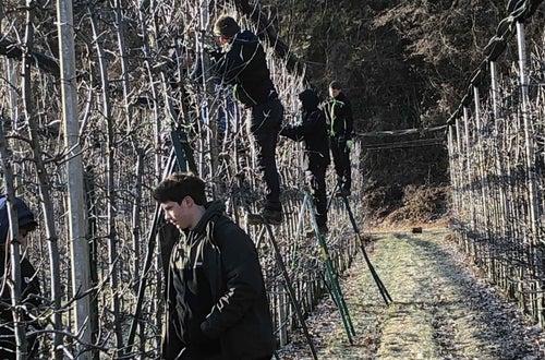 Potatura melo alunni classe II - Piglon Potatura melo alunni classe II - Piglon