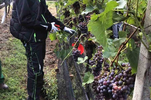 Vendemmia I schiava: alunna con forbice da raccolta taglia i grappoli Vendemmia I schiava: alunna con forbice da raccolta taglia i grappoli