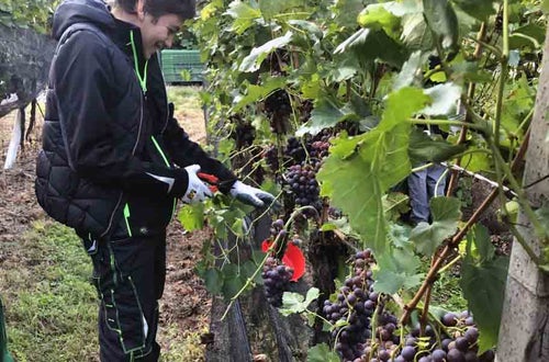 Vendemmia I schiava: alunna con forbice da raccolta taglia i grappoli Vendemmia I schiava: alunna con forbice da raccolta taglia i grappoli