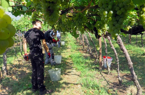 Vendemmia II su pergola: alunni lungo il filare sotto la vigna Vendemmia II su pergola: alunni lungo il filare sotto la vigna