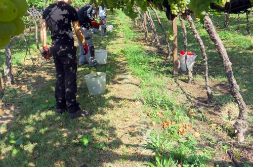 Vendemmia II su pergola: alunni lungo il filare sotto la vigna Vendemmia II su pergola: alunni lungo il filare sotto la vigna