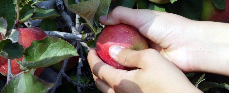 Raccolta mele dettaglio Raccolta mele dettaglio