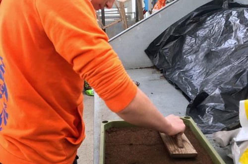 Classe I - attività in serra Laimburg, operazione di semina: alunno livella con l'apposito attrezzo il letto di semina Classe I - attività in serra Laimburg, operazione di semina: alunno livella con l'apposito attrezzo il letto di semina