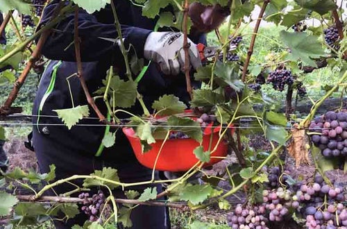 Vendemmia I schiava: dettaglio del taglio del grappolo Vendemmia I schiava: dettaglio del taglio del grappolo