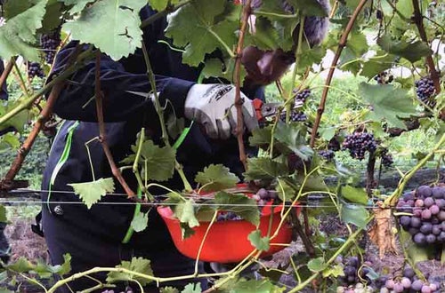 Vendemmia I schiava: dettaglio del taglio del grappolo Vendemmia I schiava: dettaglio del taglio del grappolo