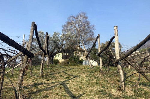 Stage locale: azienda vitivinicola "Baron Longo" Stage locale: azienda vitivinicola "Baron Longo"