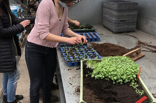 Classe I - attività in serra Laimburg, operazione di picchettaggio: un'alunna, trasferisce con cura le giovani piantine dal plateau di semina al plateau dove avverrà la prima fase di crescita Classe I - attività in serra Laimburg, operazione di picchettaggio: un'alunna, trasferisce con cura le giovani piantine dal plateau di semina al plateau dove avverrà la prima fase di crescita