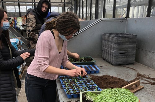 Classe I - attività in serra Laimburg, operazione di picchettaggio: un'alunna, trasferisce con cura le giovani piantine dal plateau di semina al plateau dove avverrà la prima fase di crescita Classe I - attività in serra Laimburg, operazione di picchettaggio: un'alunna, trasferisce con cura le giovani piantine dal plateau di semina al plateau dove avverrà la prima fase di crescita