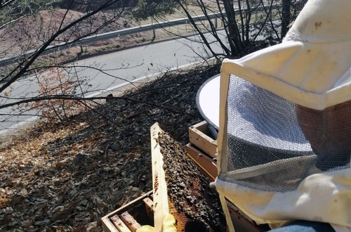 FC: corso apicoltori - esercitazione a tu per tu con le api in sicurezza FC: corso apicoltori - esercitazione a tu per tu con le api in sicurezza