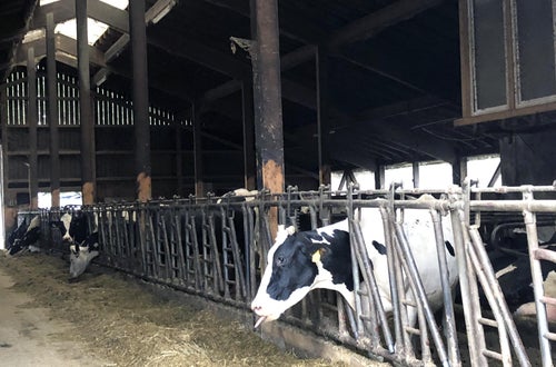 Stage Lindau: stalla con mucche in mangiatoia Stage Lindau: stalla con mucche in mangiatoia