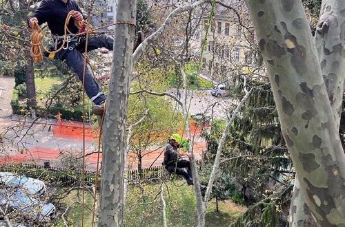 FC: Tree climbing esercitazione salita con funi FC: Tree climbing esercitazione salita con funi