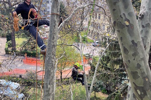 FC: Tree climbing esercitazione salita con funi FC: Tree climbing esercitazione salita con funi