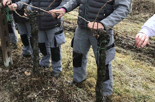 Legatura capo a frutto al filo, alunni classe I Legatura capo a frutto al filo, alunni classe I