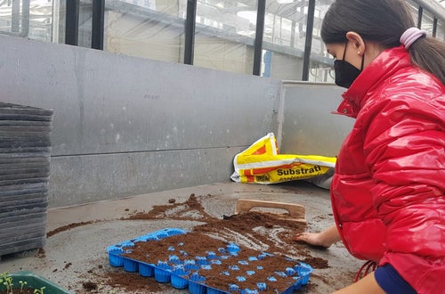 Classe I - attività in serra Laimburg: alunna al bancone dei terricci, prepara i plateaux per il picchettaggio Classe I - attività in serra Laimburg: alunna al bancone dei terricci, prepara i plateaux per il picchettaggio