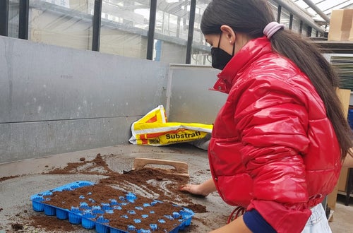 Classe I - attività in serra Laimburg: alunna al bancone dei terricci, prepara i plateaux per il picchettaggio Classe I - attività in serra Laimburg: alunna al bancone dei terricci, prepara i plateaux per il picchettaggio
