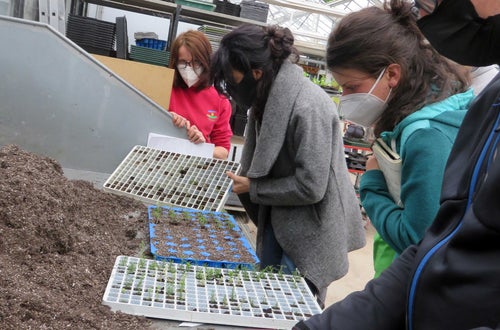 Corso erbe officinali e alimurgiche - Travaso delle piccole talee in vasi più grandi Corso erbe officinali e alimurgiche - Travaso delle piccole talee in vasi più grandi