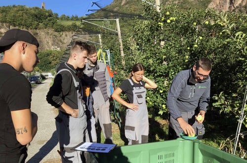 Raccolta mele II: prova di maturazione mele Raccolta mele II: prova di maturazione mele