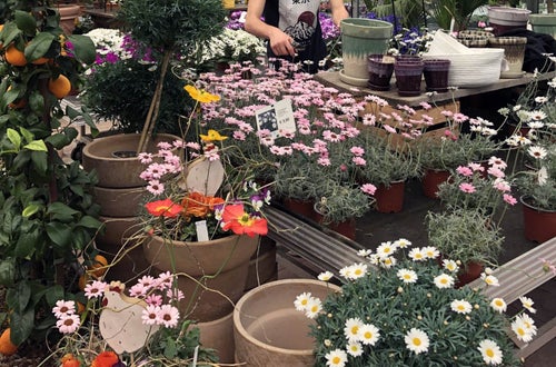 Stage locale: attività di riordino pulizia vasi di fiori presso giardineria Schullian Stage locale: attività di riordino pulizia vasi di fiori presso giardineria Schullian