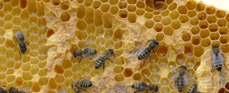 FCLS - apicoltura: api nell'alveare FCLS - apicoltura: api nell'alveare