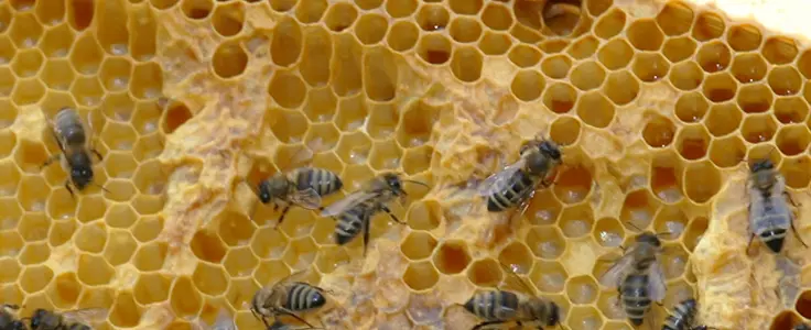 FCLS - apicoltura: api nell'alveare FCLS - apicoltura: api nell'alveare