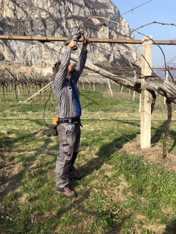 Stage locale: attività di legatura della vite Stage locale: attività di legatura della vite