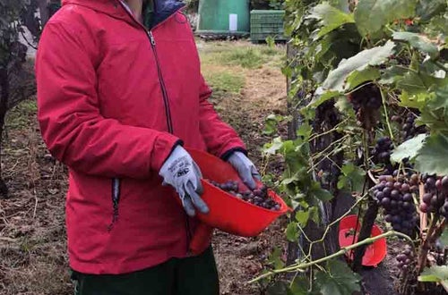 Vendemmia I schiava: alunna tiene in mano un imbuto con l'uva raccolta Vendemmia I schiava: alunna tiene in mano un imbuto con l'uva raccolta
