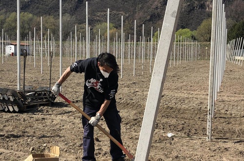 Stage 2021 - operazioni impianto per un nuovo meleto Stage 2021 - operazioni impianto per un nuovo meleto