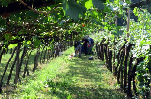 Vendemmia II su pergola: gruppo di alunni in fondo al filare controlla cassone di raccolta Vendemmia II su pergola: gruppo di alunni in fondo al filare controlla cassone di raccolta